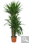 Spineless Yucca - Yucca elephantipes