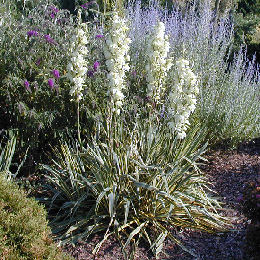 Bright Edge Adam's Needle or Bright Edge Yucca - Yucca filamentosa 'Bright Edge'