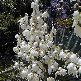 Bright Edge Adam's Needle or Bright Edge Yucca - Yucca filamentosa 'Bright Edge'