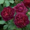 Rose 'Munstead Wood'