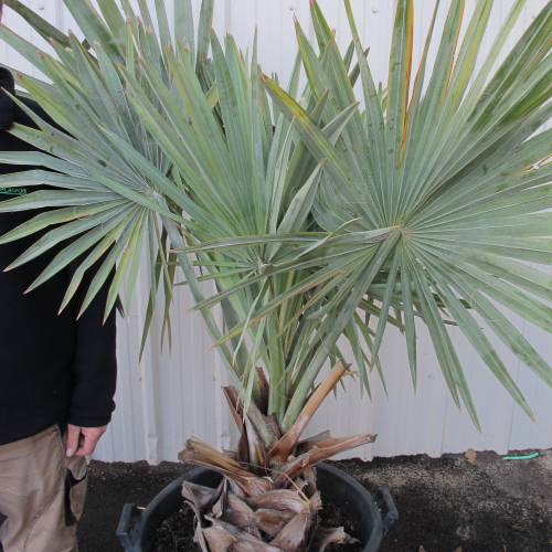 Palm, Bismarck buy Palm, Bismarck / Bismarckia nobilis