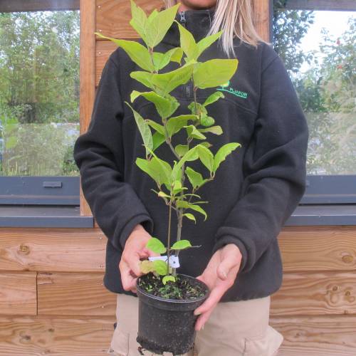 Carolina allspice buy Carolina allspice / Calycanthus floridus