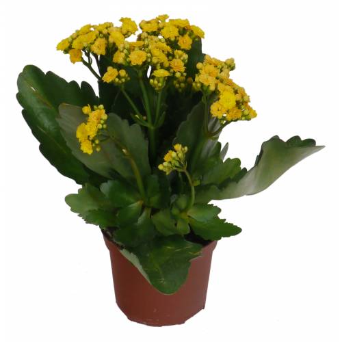 kalanchoe yellow flowered c12 buy kalanchoe yellow kalanchoe yellow flowered c12 buy kalanchoe yellow