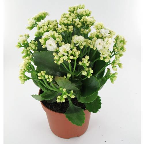 kalanchoe white flowered c12 buy kalanchoe white kalanchoe white flowered c12 buy kalanchoe white