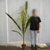 Cocos Palm, Queen Palm