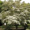 White flowering Chinese Dogwood
