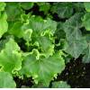 Ivy 'Parsley Crested'