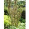 Bamboo Thamnocalamus tessellatus