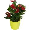 Anthurium red + Lime Cachepot