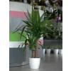 Interior Plant - Yucca 2 Trunks + White Cachepot