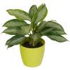 Chinese Evergreen Silver Bay + Lime Cachepot