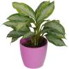 Chinese Evergreen Silver Bay + Pink Cachepot