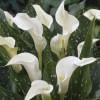 Arum lily White
