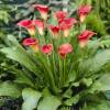 Arum lily 'Red'