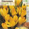 Crocus, yellow flower