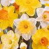 Daffodils, Mixed