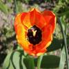 Tulip Darwin hybrid 'Apeldoorn Beauty'