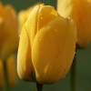 Tulip  Darwin hybrid 'Golden Apeldoorn'