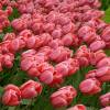Tulip Darwin hybrid 'Pink Impression'