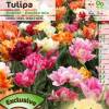 Tulip Double, Early flowering Mixed