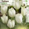 Tulip Fosteriana 'Purissima'