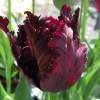 Tulip Parrott 'Black Parrot'