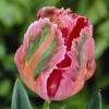 Tulip Parrott  'Fantasy'