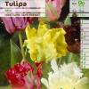 Tulip Parrott, Mixed