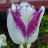 Tulip Late flowering 'Shirley'