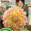 Decorative Dahlia 'Peaches and Cream'