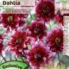 Decorative Dahlia 'Darkarin'