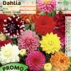 Decorative Dahlia Mix