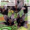 Hybrid Lily 'Dimention'