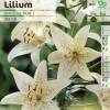 Hybrid Lily 'Sterling Star'