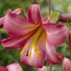 Trumpet shaped Lily 'Pink Perfection'