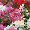 Low price Begonia bulbs - End of season offers