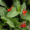 Low price Canna bulbs - End of season offers