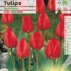 Tulip  Darwin hybrid 'Apeldoorn'