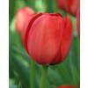 Tulip  Darwin hybrid 'Apeldoorn'
