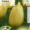 Tulip Darwin hybrid 'Golden Parade'