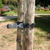 Super Soft Tree Ties - L45 cm