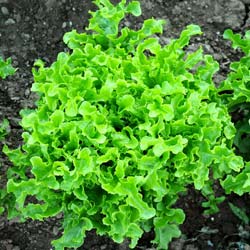 Blonde Oak leaf Lettuce