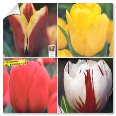 Tulipes