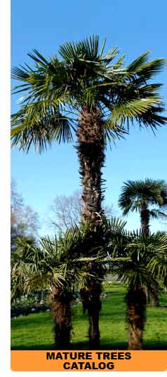 Umbrella pine