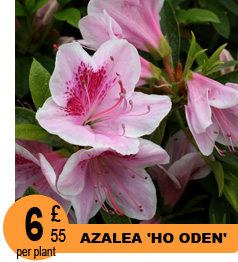 Albo Plena Lady Banks' Rose