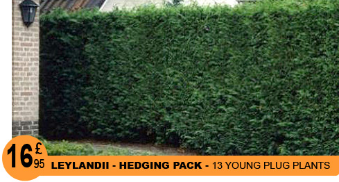 Leyland cypress