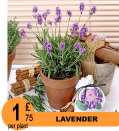 Lavender