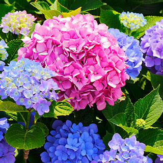 buy-hydrangeas-ukl