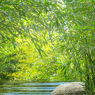 bamboos-that-can-be-used-to-purify-water