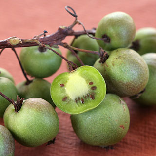 climbing-fruit-trees